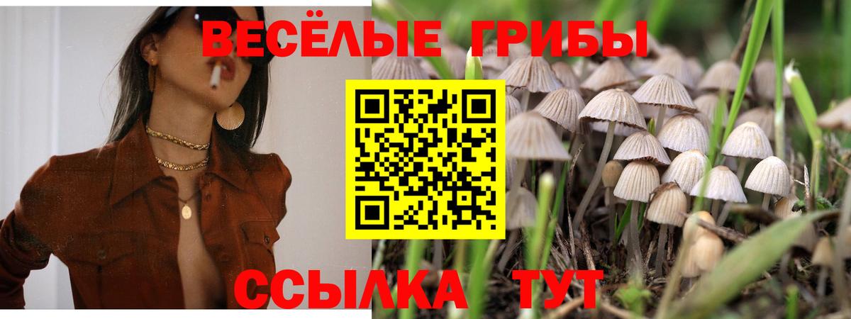 Псилоцибиновые грибы прущие грибы  Вход с VPN  Баксан 